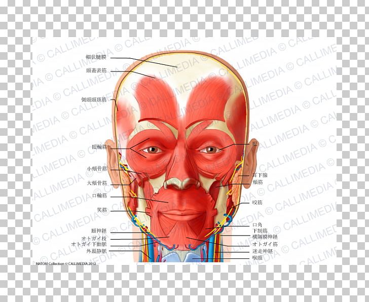 Anterior Triangle Of The Neck Muscle Head And Neck Anatomy Human Body PNG, Clipart, Anatomy, Anterior Triangle Of The Neck, Cheek, Ear, Face Free PNG Download