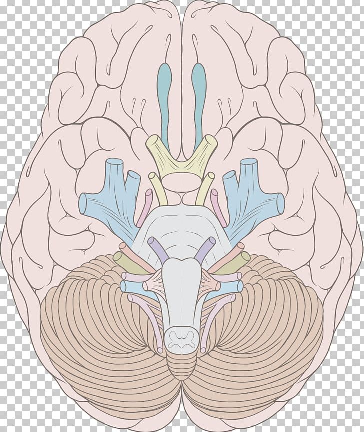 Cranial Nerves Human Brain Nervous System Brainstem PNG, Clipart, Anatomy, Brain, Brainstem, Central Nervous System, Cerebrum Free PNG Download