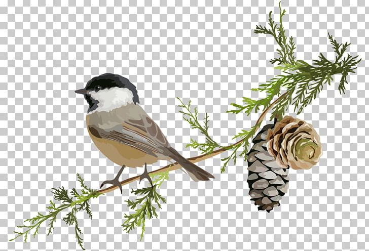 House Sparrow Bird Finches American Sparrows PNG, Clipart, Animals, Beak, Bird, Bird Flight, Bird Nest Free PNG Download