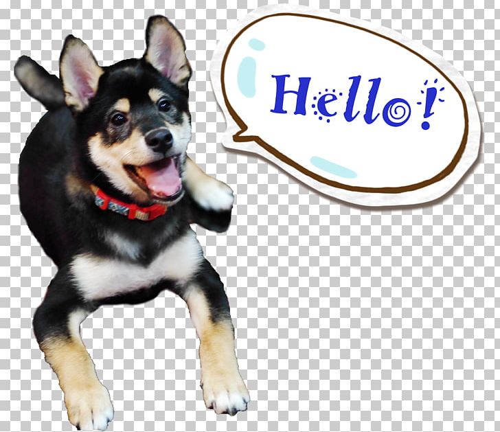 Lapponian Herder Shiba Inu Siberian Husky Puppy Dog Breed PNG, Clipart, Animal, Animals, Breed, Canidae, Carnivora Free PNG Download