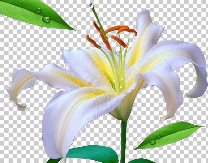 Lilium Flower Beach Rose PNG, Clipart, Calla Lily, Cut Flowers, Daylily, Decoration, Download Free PNG Download