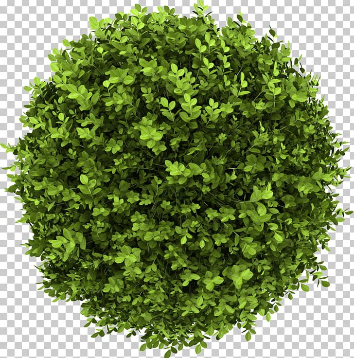 Shrub Stock Photography Buxus Sempervirens Tree PNG, Clipart, Box, Boxwood, Buxus Sempervirens, Dwarf, Evergreen Free PNG Download