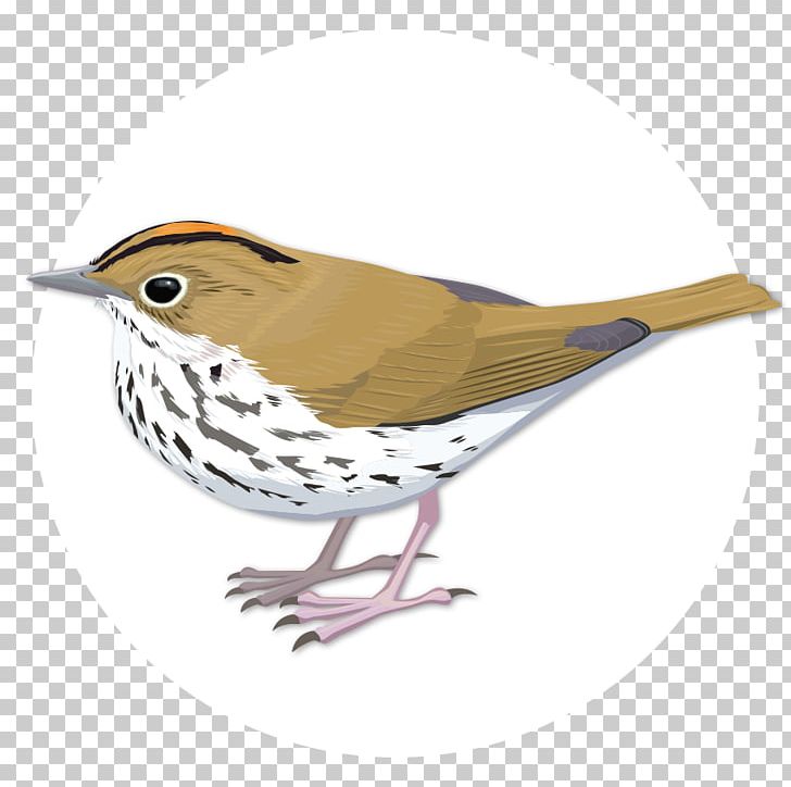 Finch Bird Oyster Bay Wren Sparrow PNG, Clipart, American Sparrows, Animals, Beak, Bird, Bird Watcher Free PNG Download