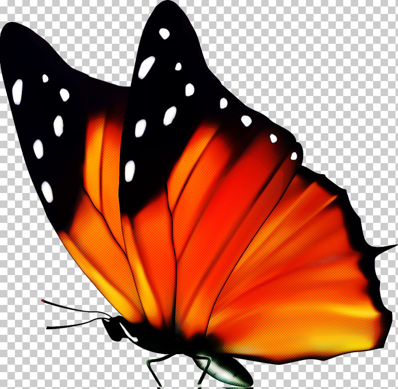 Monarch Butterfly PNG, Clipart, Brushfooted Butterfly, Butterfly, Cynthia Subgenus, Insect, Monarch Butterfly Free PNG Download