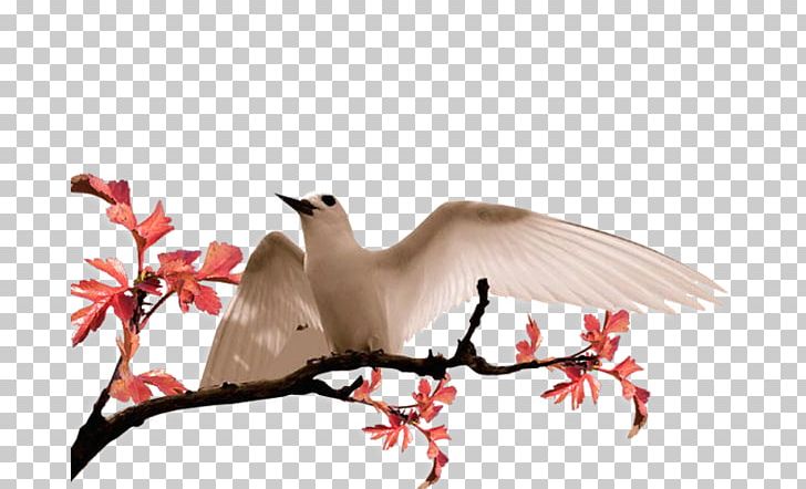 Bird Colombe Flight Beak Doves As Symbols PNG, Clipart, Aile, Animal Migration, Beak, Bird, Bird Migration Free PNG Download