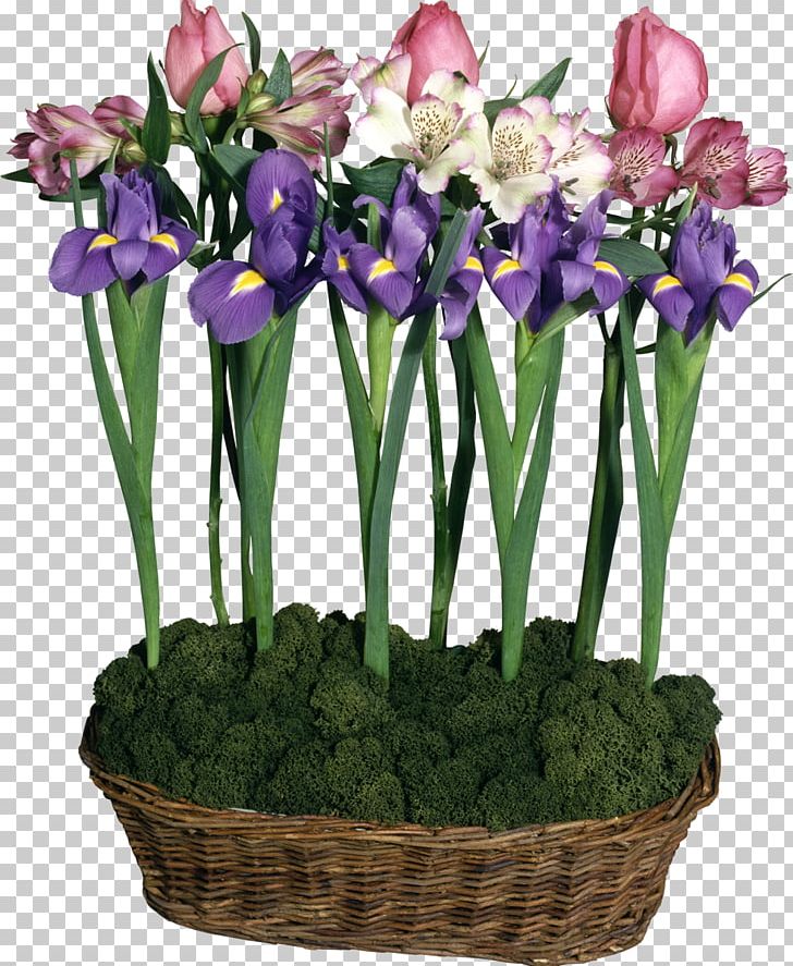 Flower Irises PNG, Clipart, Cattleya, Crocus, Cut Flowers, Download, Floral Design Free PNG Download