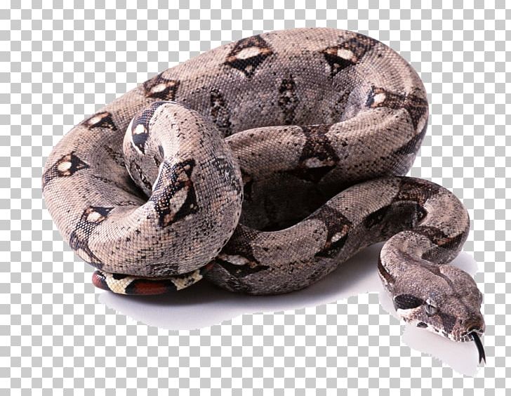 Snake Mysticism Marabout Wealth Magic PNG, Clipart, Animal, Animals, Animal World, Boa Constrictor, Boszorkxe1ny Free PNG Download
