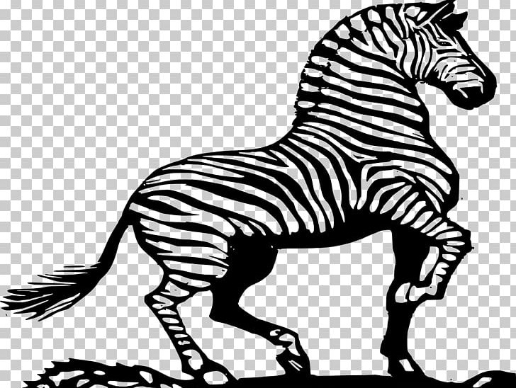Zorse Zebra Horse Quagga PNG, Clipart, Animal, Animal Figure, Animals, Black And White, Drawing Free PNG Download