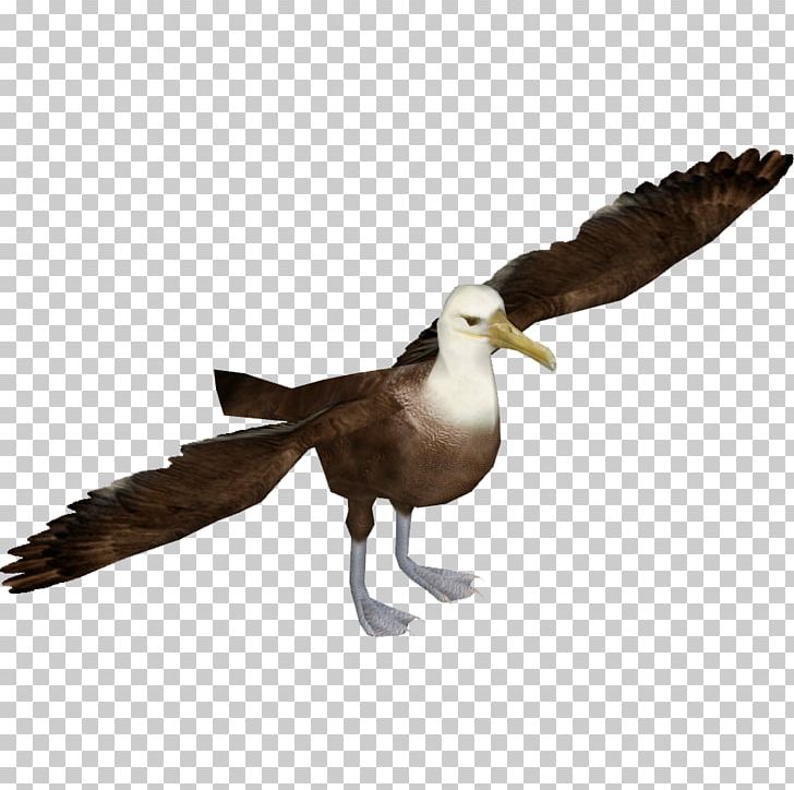 Seabird Waved Albatross Zoo Tycoon 2 PNG, Clipart, Albatross, Animals, Beak, Bird, Desktop Wallpaper Free PNG Download
