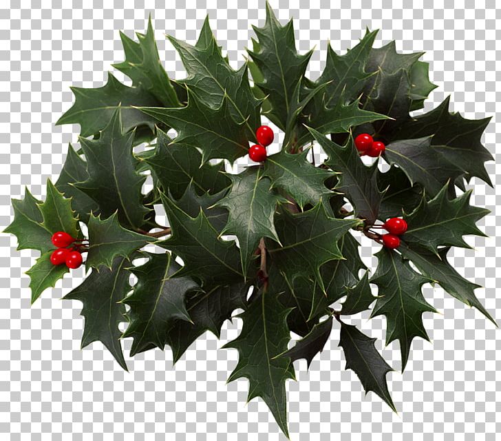 Holly PNG, Clipart, Aquifoliaceae, Aquifoliales, Blueberries, Christmas, Christmas Decoration Free PNG Download
