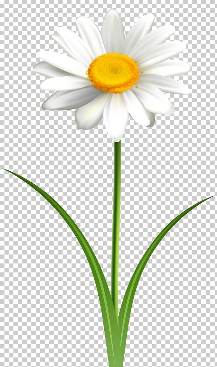 Common Daisy Open Graphics Free Content PNG, Clipart, Art, Common Daisy, Cut Flowers, Daisy, Daisy Family Free PNG Download