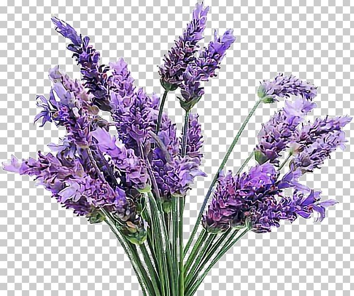 English Lavender French Lavender Flowering Plant Lamiaceae PNG, Clipart, Artificial Flower, Candle, Cut Flowers, Cutting, Cylinder Free PNG Download
