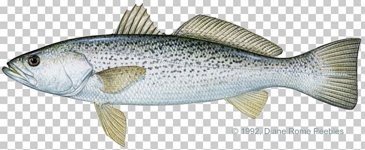 Weakfish Spotted Seatrout Brown Trout Rainbow Trout PNG, Clipart, Animal Figure, Barramundi, Bass, Bluefish, Bony Fish Free PNG Download