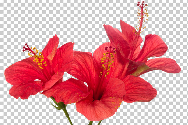 Artificial Flower PNG, Clipart, Artificial Flower, Cut Flowers, Flower, Gladiolus, Hawaiian Hibiscus Free PNG Download