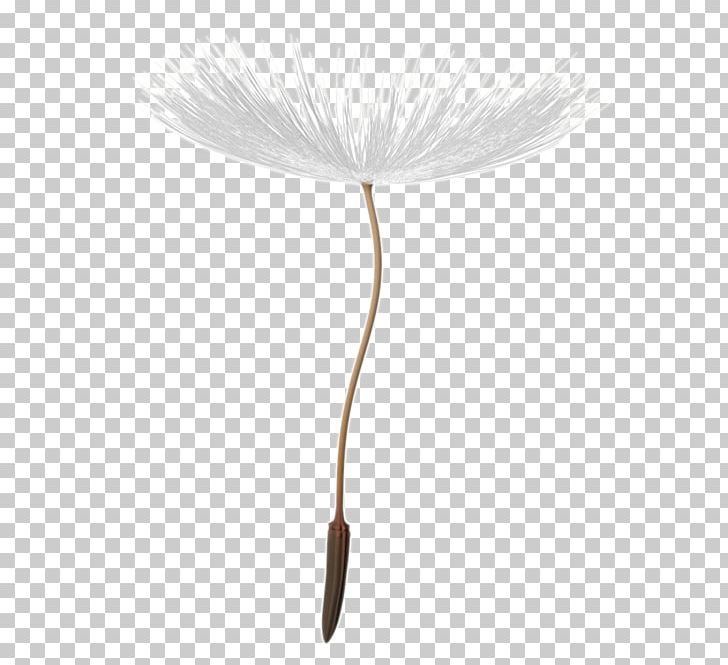 Flowering Plant Brush Flowering Plant Feather PNG, Clipart, Brush, Dandelion Seeds, Feather, Flower, Flowering Plant Free PNG Download