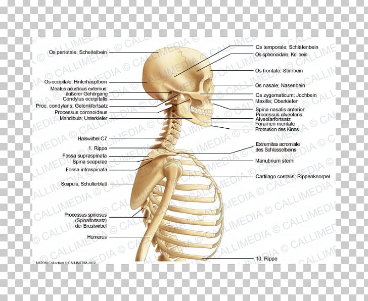 Homo Sapiens Muscle Neck Bone Anatomy PNG, Clipart, Anatomy, Bone, Ear, Head, Head And Neck Anatomy Free PNG Download