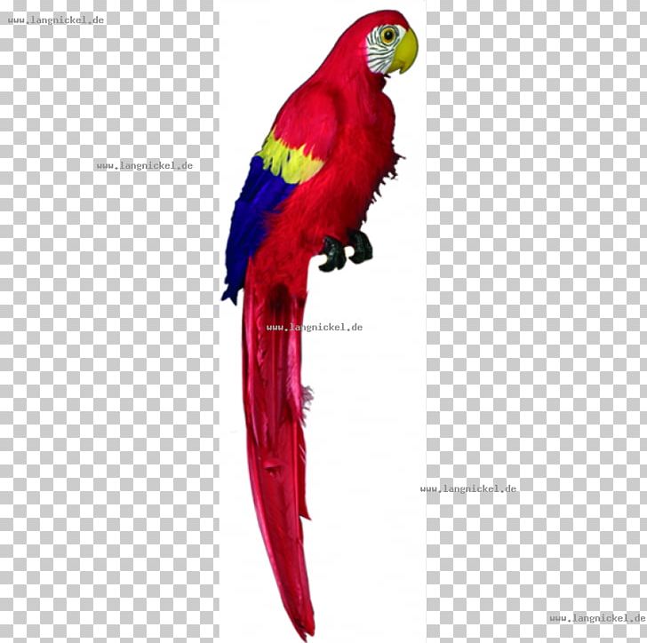 Macaw Loriini Parrot Parakeet Beak PNG, Clipart, Animals, Beak, Bird, Common Pet Parakeet, Feather Free PNG Download