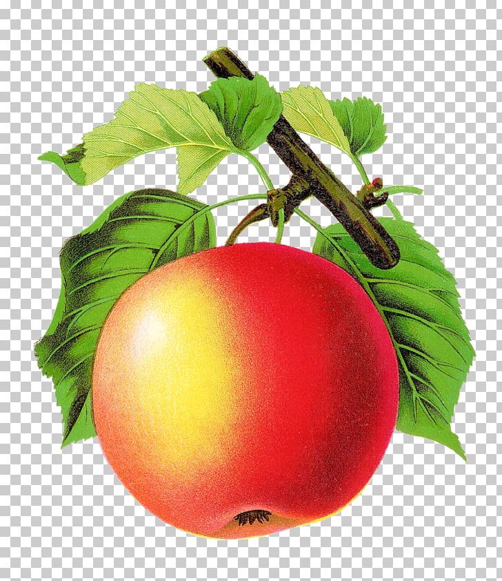 Tomato Apple Fruit Art PNG, Clipart,  Free PNG Download