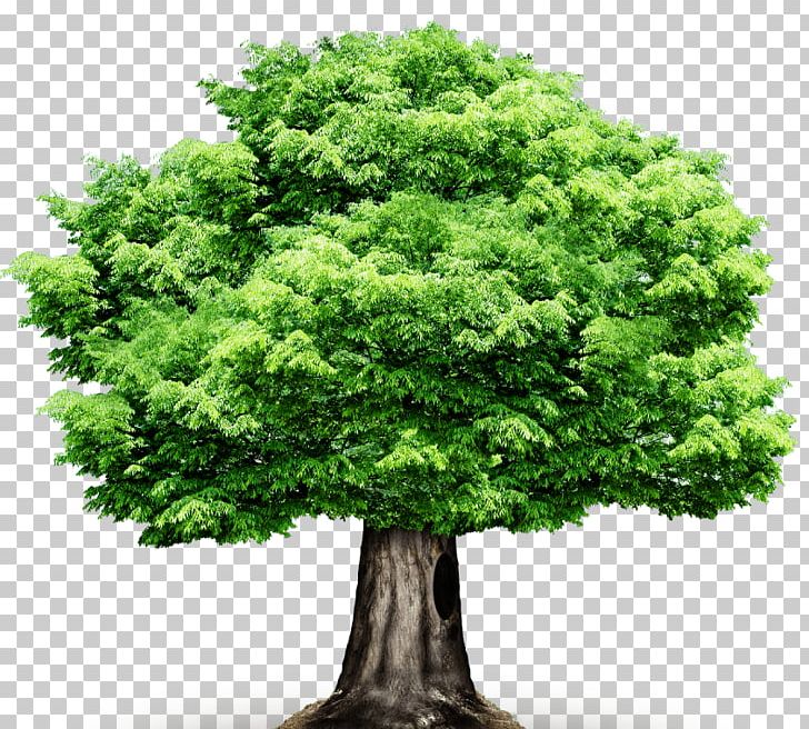 Tree Computer Icons PNG, Clipart, Ara, Christmas Tree, Computer Icons, Derevo, Desktop Wallpaper Free PNG Download