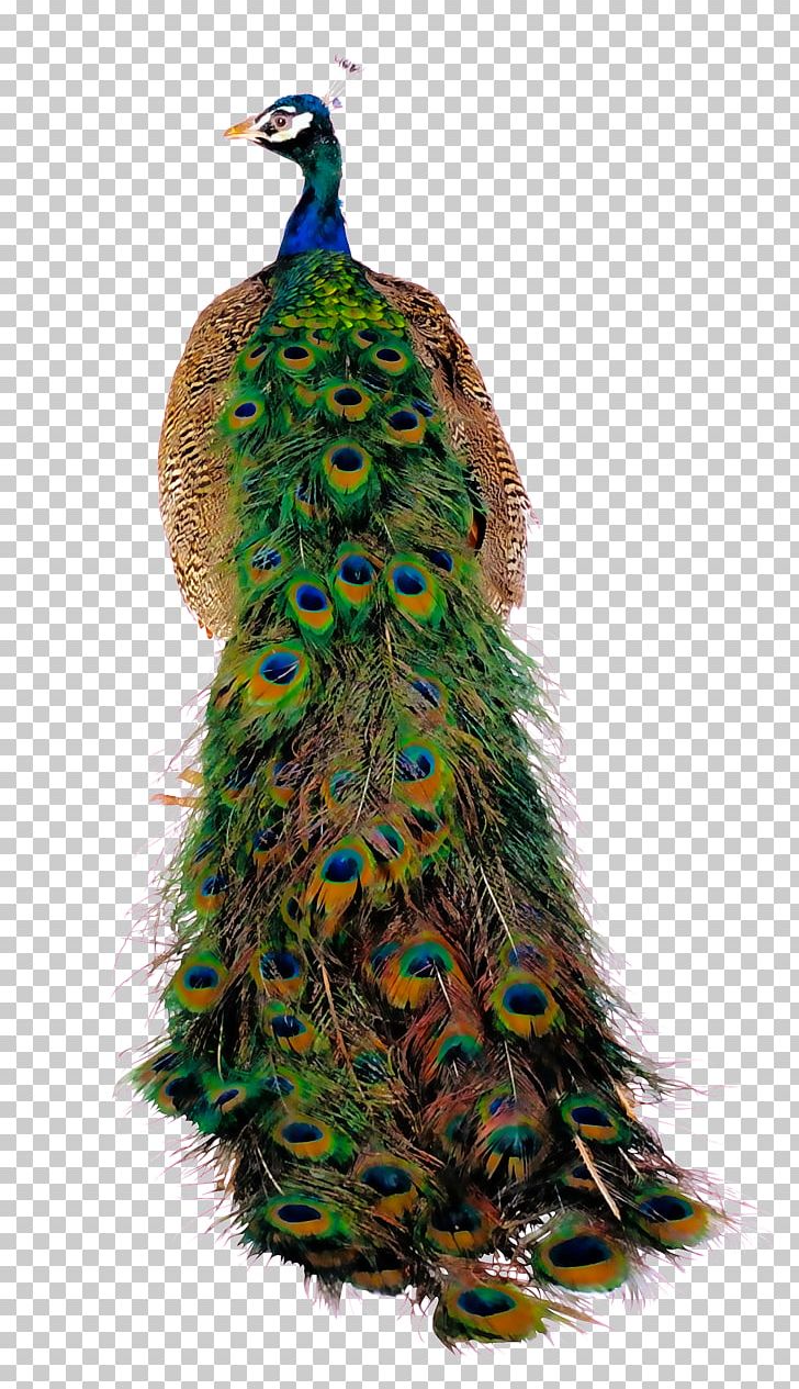 Bird Peafowl PNG, Clipart, Animals, Back, Back To School, Christmas Ornament, Christmas Tree Free PNG Download