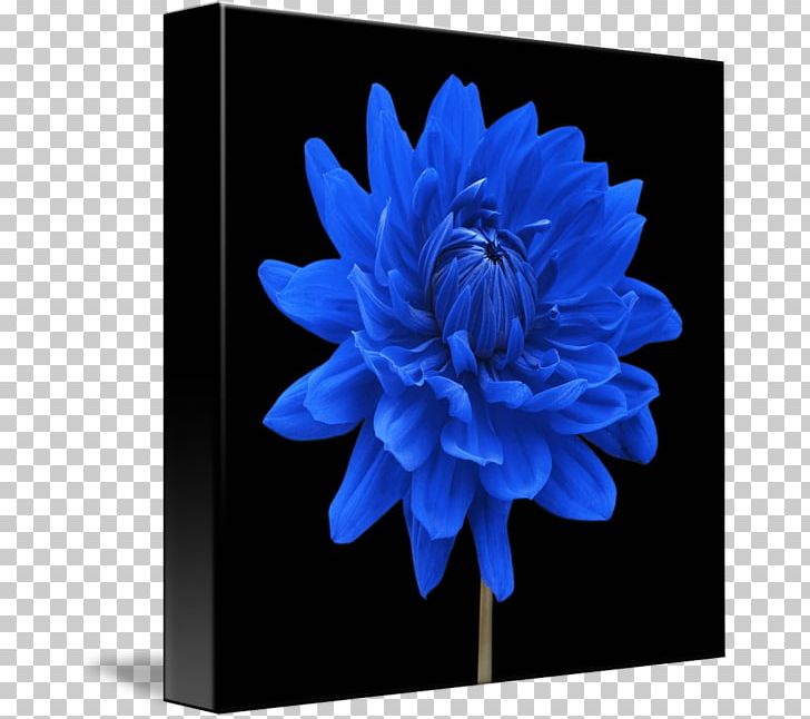 Blue Dahlia Flower Floral Design Plant PNG, Clipart, Background, Black Background, Blue, Blue Dahlia, Canvas Print Free PNG Download