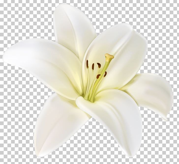 Cut Flowers Lilium PNG, Clipart, Cut Flowers, Flower, Flowering Plant, Liliaceae, Lilium Free PNG Download