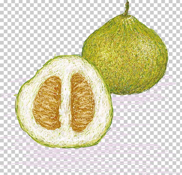 Pomelo Euclidean Illustration PNG, Clipart, Citrus, Cross Section, Download, Euclidean Vector, Food Free PNG Download