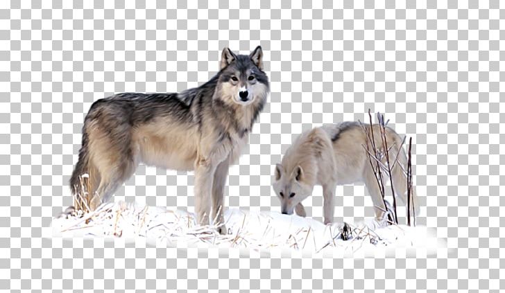 Czechoslovakian Wolfdog Saarloos Wolfdog Coyote Utonagan Alaskan Tundra Wolf PNG, Clipart, Alaskan Tundra Wolf, Animal, Animals, Black Wolf, Canis Lupus Tundrarum Free PNG Download