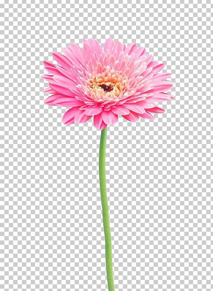 Flower Stock Photography Gerbera Jamesonii Common Daisy PNG, Clipart, African, African Chrysanthemum, Annual Plant, Dahlia, Daisy Free PNG Download