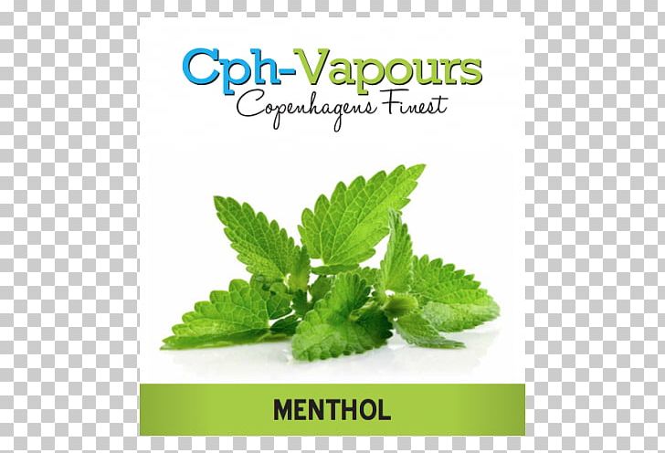 Peppermint Medicinal Plants Leaf Herb PNG, Clipart, Chic, Herb, Herbal, Herbalism, Herbarium Free PNG Download