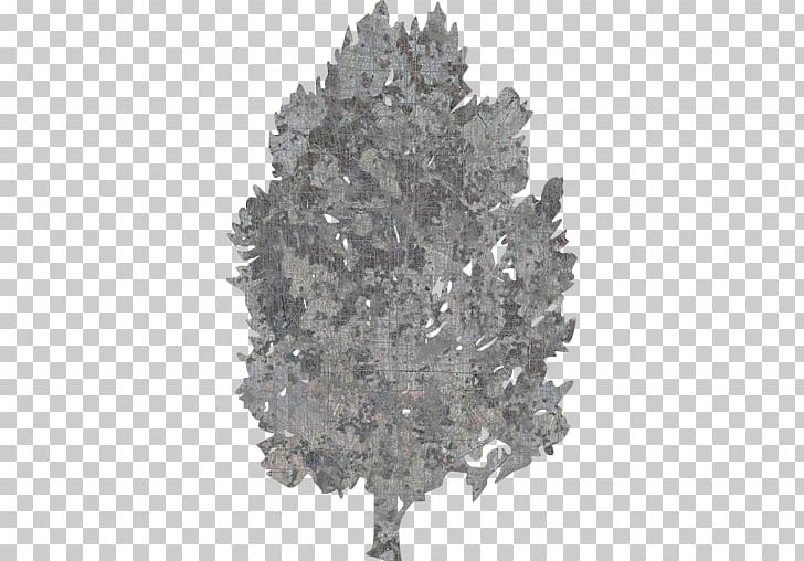 Roughrider Electric Tree Planting Spruce Iowa Lakes Electric Cooperative PNG, Clipart, Black And White, Circle, Computer Icons, Conifer, Fir Free PNG Download
