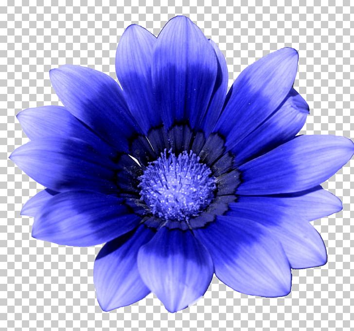 Blue Flower White Cornflower PNG, Clipart, Anemone, Annual Plant, Aster, Blue, Blue Flower Free PNG Download