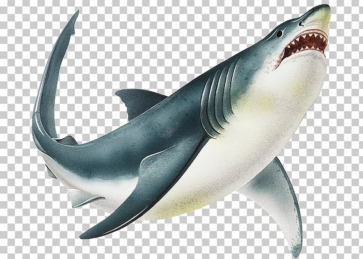 Great White Shark Shark: In Peril In The Sea Isurus Oxyrinchus PNG, Clipart, Animals, Carcharhiniformes, Carcharodon, Cartilaginous Fish, Fin Free PNG Download
