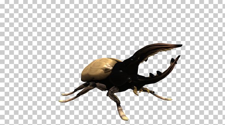 Hercules Beetle Spore Creatures Dynastes Tityus PNG, Clipart, Animal, Animals, Arthropod, Beetle, Bugguide Free PNG Download