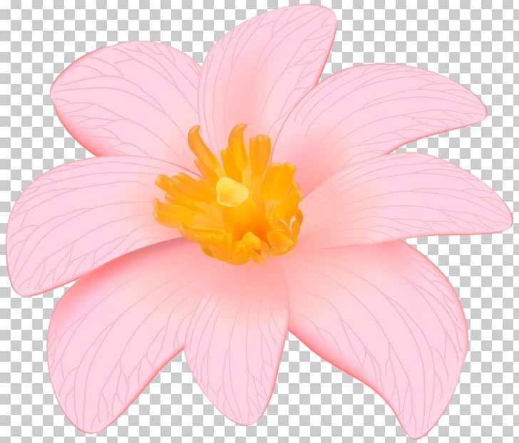 Petal Pink Rose Rosaceae Herbaceous Plant PNG, Clipart, Barrette, Clip Art, Clipart, Closeup, Exotic Free PNG Download