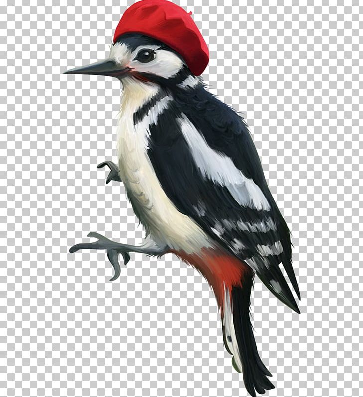 Woody Woodpecker Bird PNG, Clipart, Adobe Illustrator, Beak, Cartoon, Chef Hat, Christmas Hat Free PNG Download
