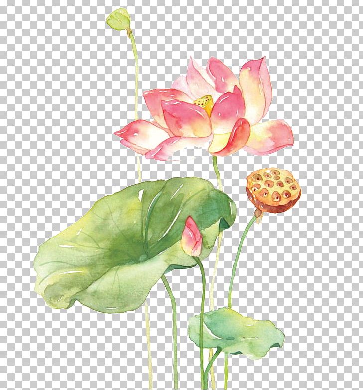 Xiahuayuan District Nelumbo Nucifera Watercolor Painting Drawing PNG, Clipart, Aquatic Plant, Artificial Flower, Cream, Flower, Flower Arranging Free PNG Download
