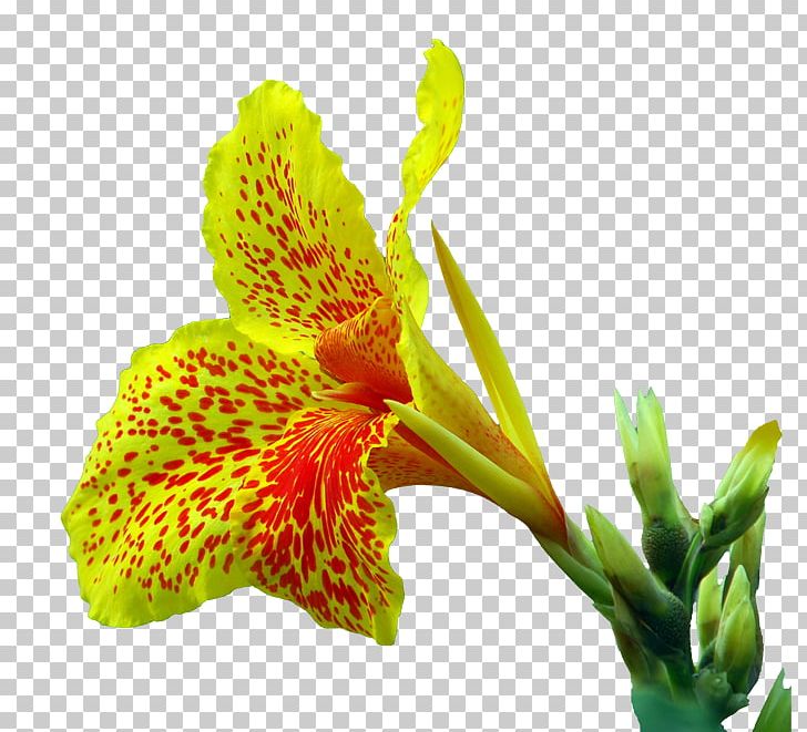 Canna Indica Flower Euclidean PNG, Clipart, Alstroemeriaceae, Beautiful, Beautiful Flowers, Big, Big Flower Free PNG Download
