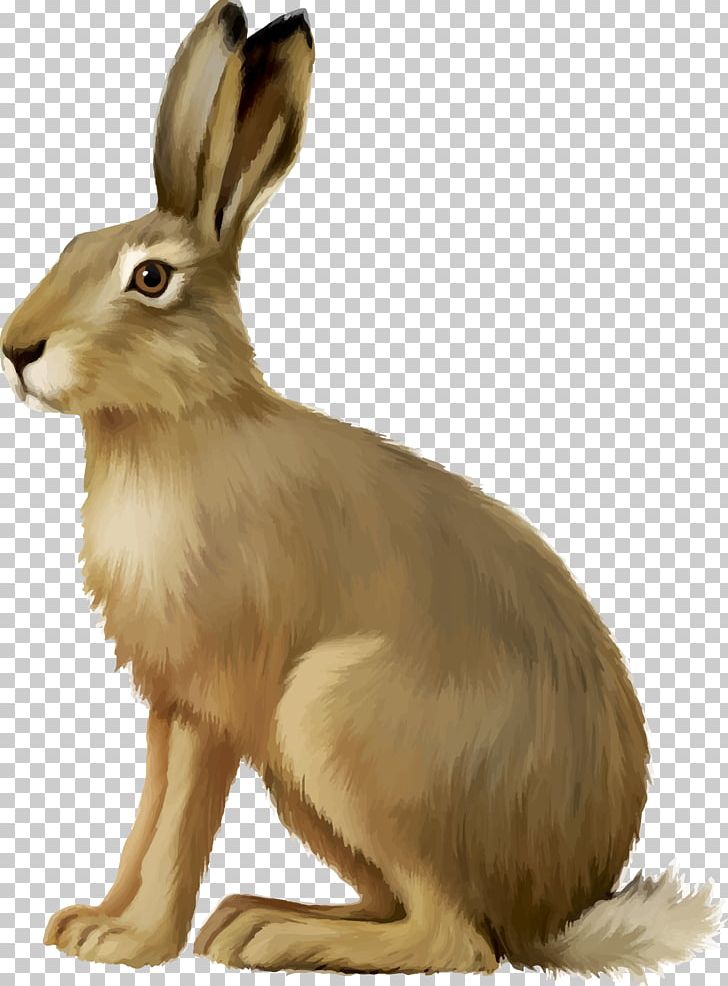 European Hare Easter Bunny Rabbit PNG, Clipart, Animals, Bunny, Cottontail Rabbit, Domestic Rabbit, Drawing Free PNG Download