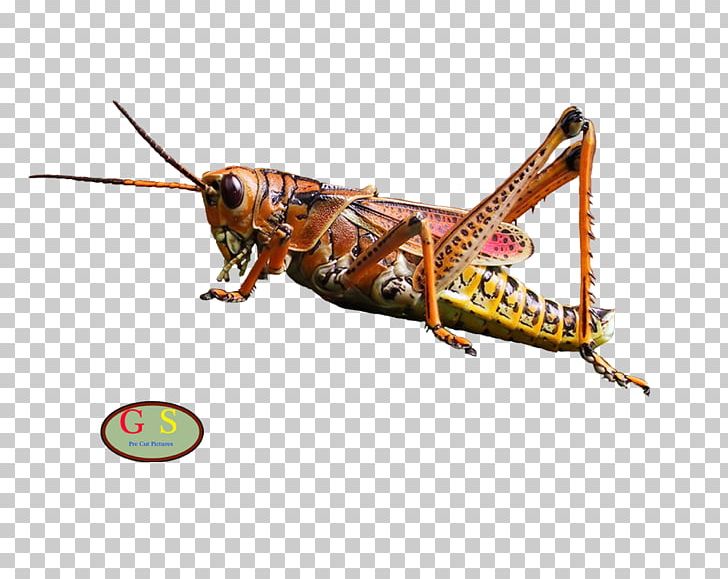 Locust Grasshopper Insect Ametabolism Hemimetabolism PNG, Clipart, Animal, Arthropod, Biological Life Cycle, Biology, Cricket Free PNG Download
