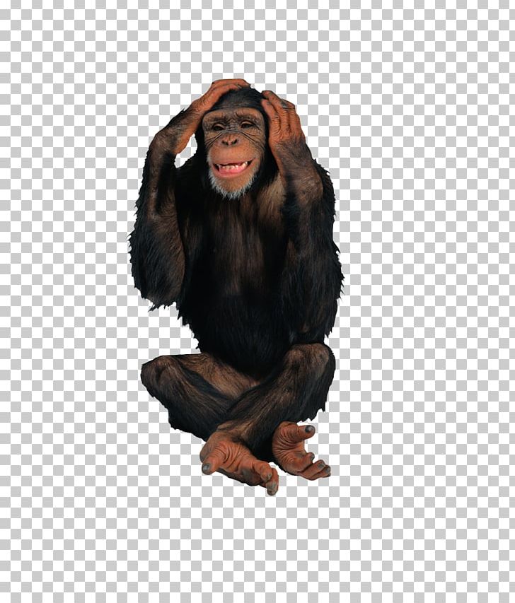 Primate Chimpanzee Gorilla Ape Monkey PNG, Clipart, Animal, Animals, Ape, Background Black, Black Free PNG Download