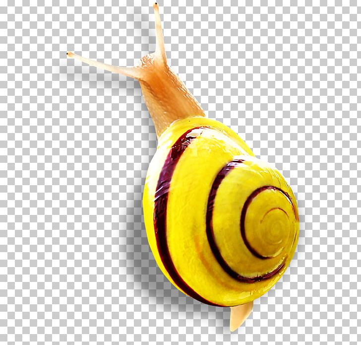 Snail Insect Close-up PNG, Clipart, Animals, Closeup, Insect, Invertebrate, Membrane Winged Insect Free PNG Download