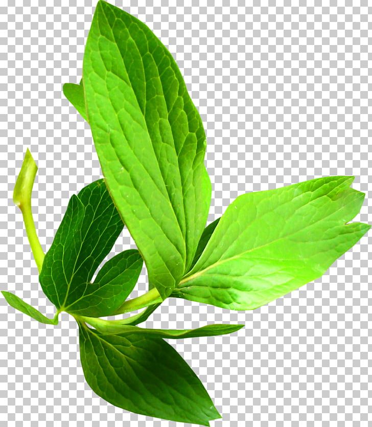 Leaf Branch Plant Stem PNG, Clipart, Animal, Branch, Flower, Herb, Herbal Free PNG Download