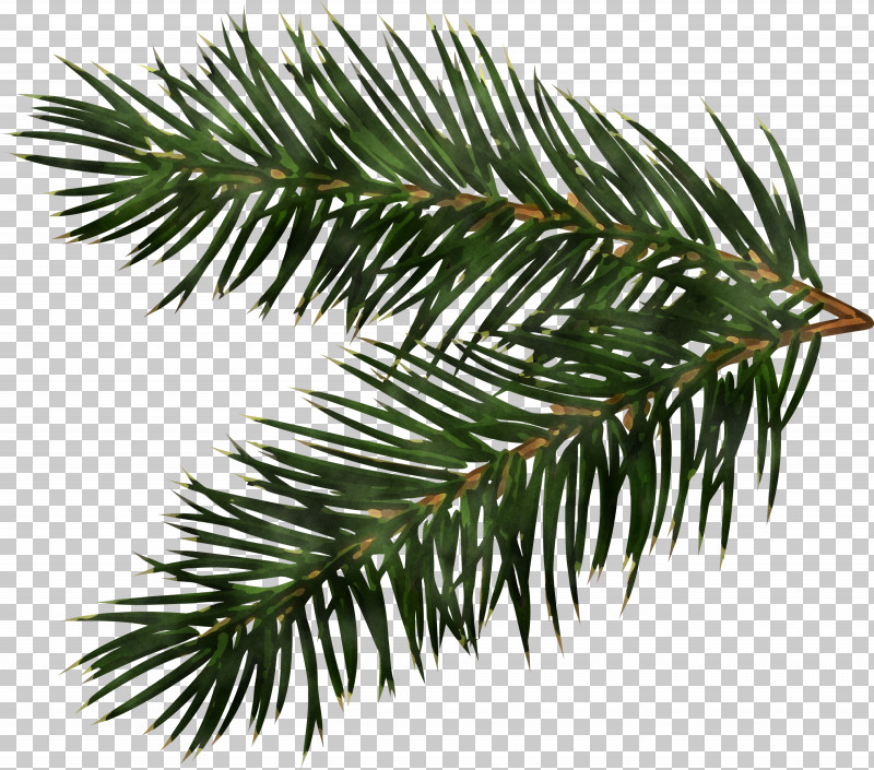 Christmas Pine Branch PNG, Clipart, American Larch, Balsam Fir, Branch, Canadian Fir, Colorado Spruce Free PNG Download