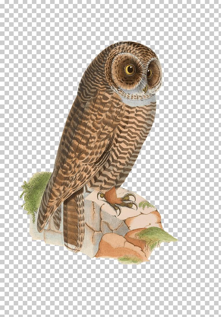 Bird Rufous-legged Owl Drawing Eastern Screech Owl PNG, Clipart, Animals, Beak, Bird, Bird Of Prey, Drawing Free PNG Download