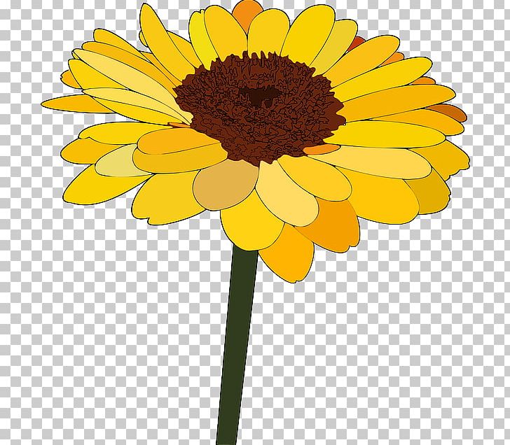 Common Sunflower Cartoon Drawing PNG, Clipart, Bloom, Cartoon Network, Chrysanths, Cut Flowers, Daisy Free PNG Download