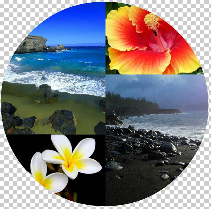León Flora Spring Framework Feeling PNG, Clipart, Feeling, Flora, Flower, Hawaiian Islands, Leon Free PNG Download