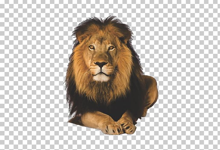 Lion Cecil Malama Umoyo Cottages Hwange National Park PNG, Clipart, Animals, Art, Big Cats, Carnivoran, Cat Like Mammal Free PNG Download