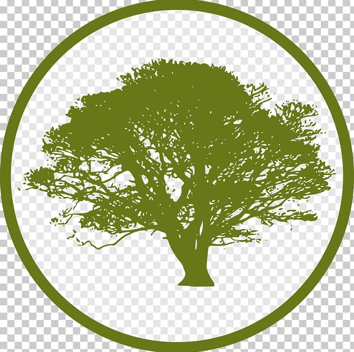 Tree Deciduous PNG, Clipart, Angel Oak, Branch, Computer Icons, Deciduous, Estate Free PNG Download