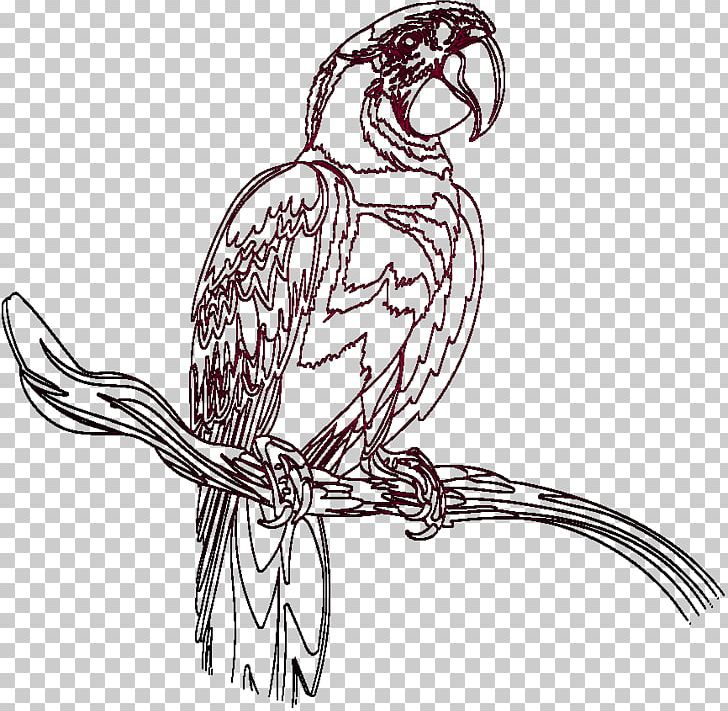 Chicken Parrot Line Art Beak Bird PNG, Clipart, Arm, Art, Artwork, Beak, Bird Free PNG Download